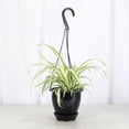 thumbnail image 2 of Live Spider Plant - 4" Hanging Pot - Black, 2 of 5