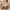 Coffee Bras for Women, variant on SMihono Womens Wireless Bra No Underwire Seamless Push Up Bra Comfort Full Coverage Padded Bralette Soft Vneck Everyday Bras Beige L US(8)