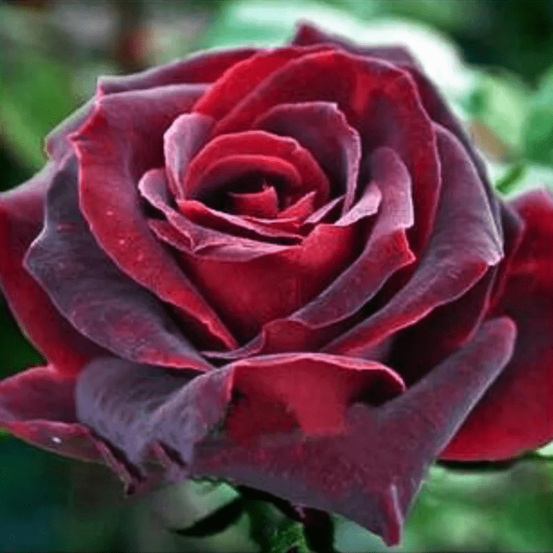 30 Red Black Rose Seeds, Perennial