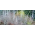 thumbnail image 2 of Gulin, Sylvia 18x10 White Modern Wood Framed Museum Art Print Titled - USA-Washington State-Sammamish springtime and alder and willow trees in early spring pano, 2 of 4