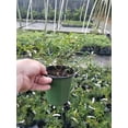thumbnail image 4 of Lady Banks Yellow Rose - Live Plant ( 1 QT ) - Full Sun - Climbing / Rambling Rose, 4 of 5