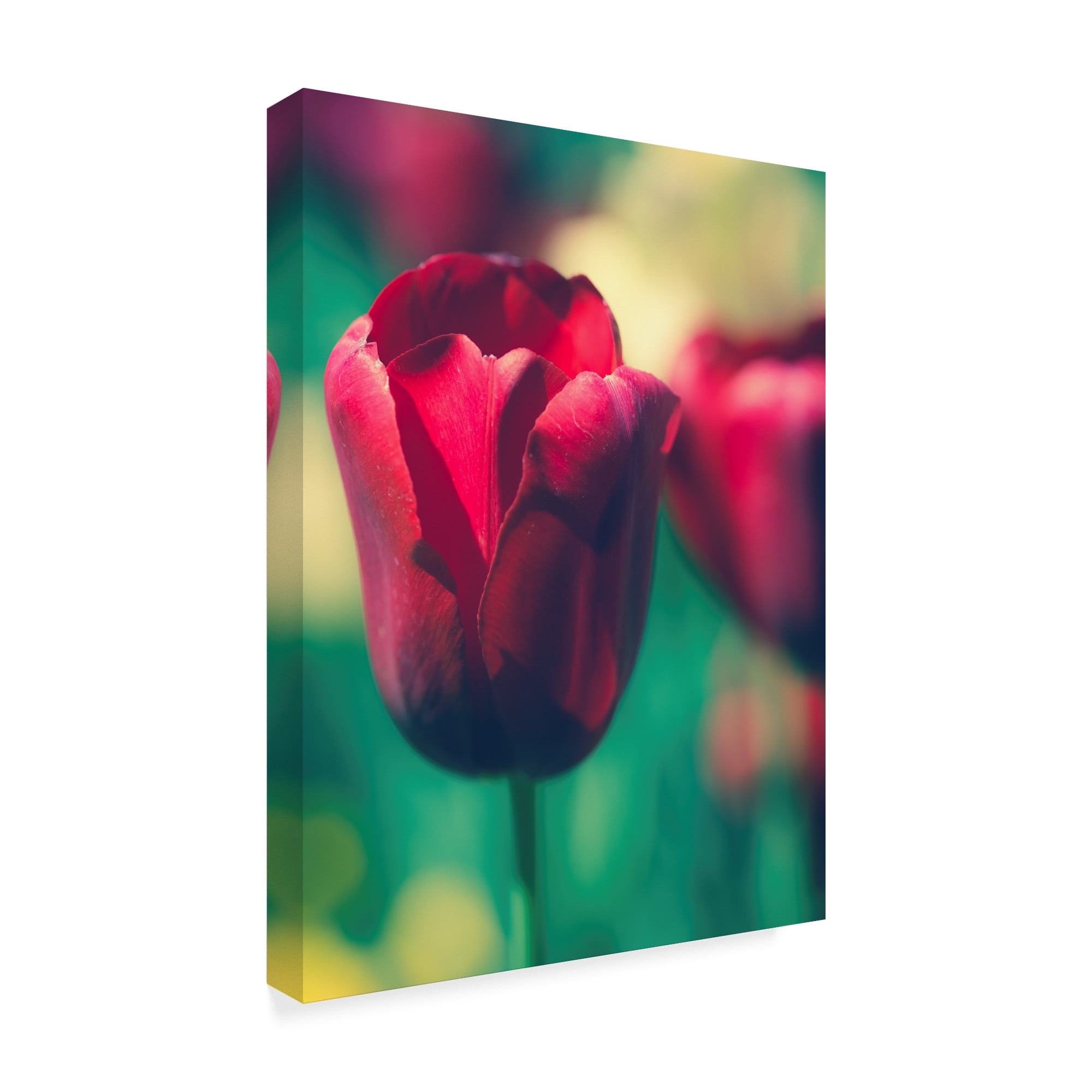 Trademark Fine Art 'Tulip Sway I' Canvas Art by Sonja Quintero