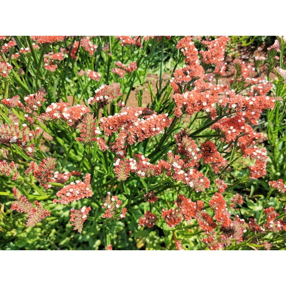 50 APRICOT BEAUTY STATICE Limonium Sinuatum Flower Seeds