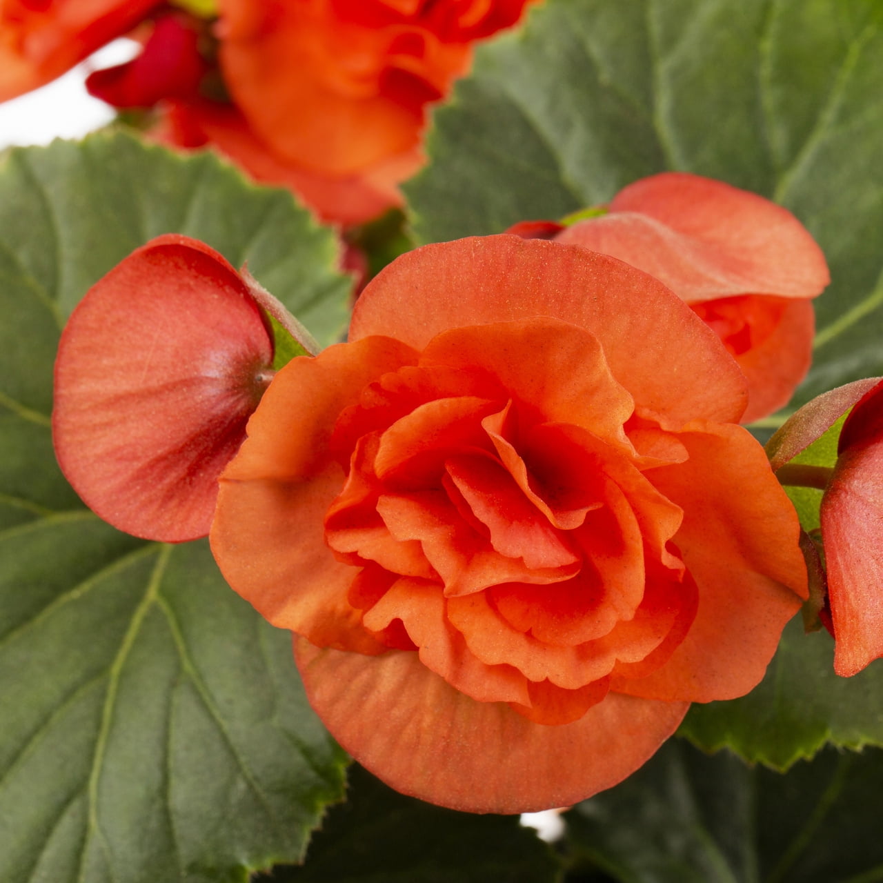 Better Homes & Gardens 1.5gal Orange Begonia Live Annual Plant Shade