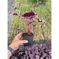 thumbnail image 2 of 2 Amethyst Myst Heuchera/ Coral Bells in 4 Inch Pot--Great for Spring planting!, 2 of 4