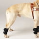 thumbnail image 1 of Protector de codo para perro y gato Bling Bling Rodilleras cálidas Color negro Tamaño L, 1 of 8
