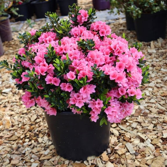 Coral Bells Azalea Live Shrub – 1 Gallon