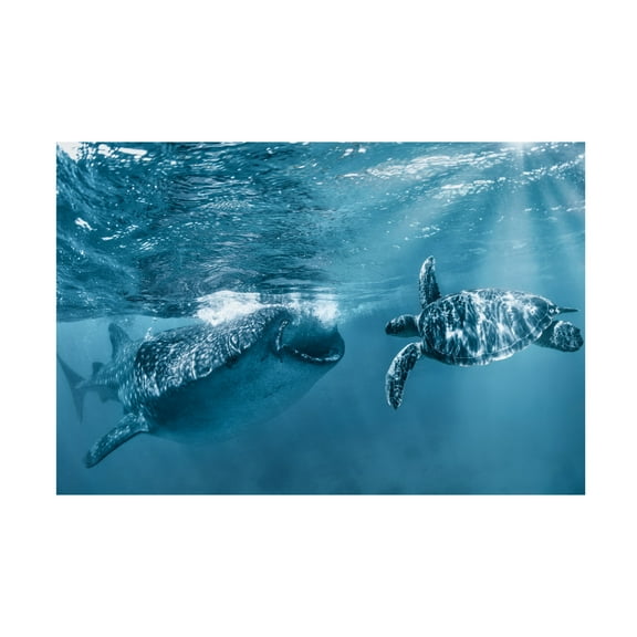 Canvas Wall Art - Andrey Narchuk 'Once At The Ocean' Wall Art for Living Room, Bedroom, or Office Décor by Trademark Fine Art - 19 x 12 Inches