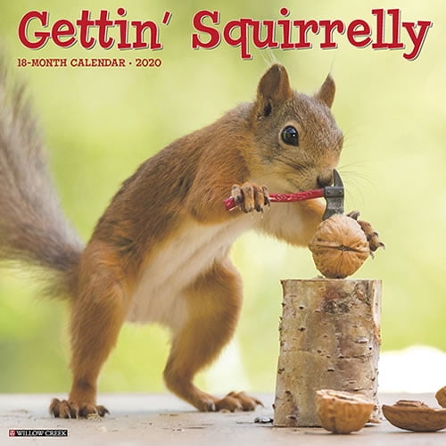 Willow Creek Press 2020 Gettin' Squirrelly Wall Calendar