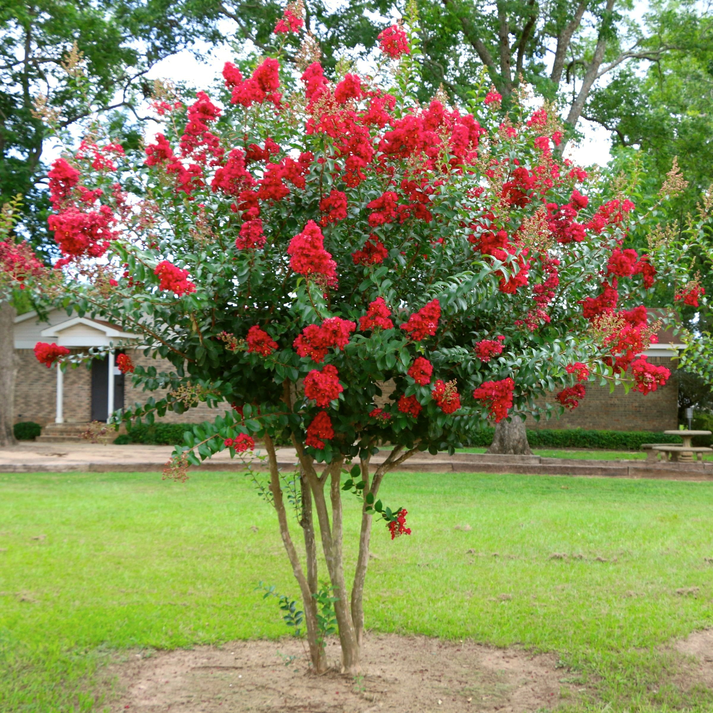 3 gal. Crape Myrtle Miss Frances Shrub with Pink Flowers