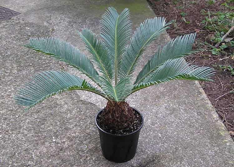 Sago Palm - Live in a 4 inch Pot Cycas Revoluta - Clean Air Indoor Outdoor Houseplant - Walmart.com