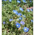 thumbnail image 3 of 25 Graines de Nolana Paradoxa pour Plantes Succulentes, 3 of 4