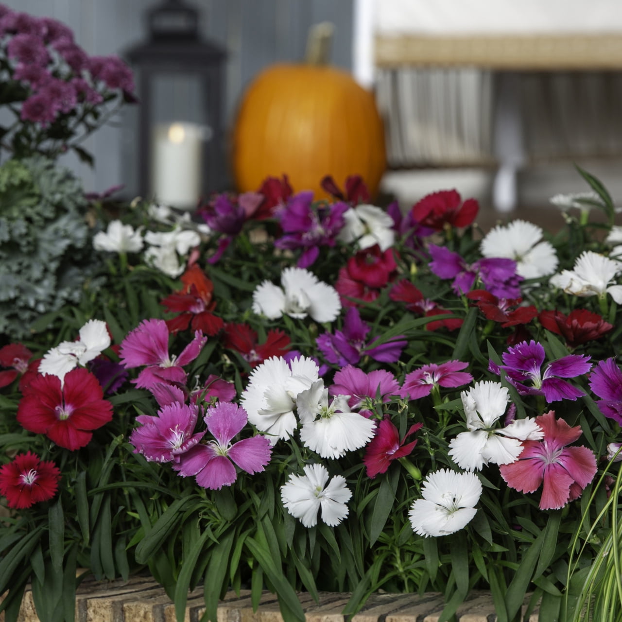 Expert Gardener 1PT Purple Dianthus Live Annual Plant Sun 6-Pack