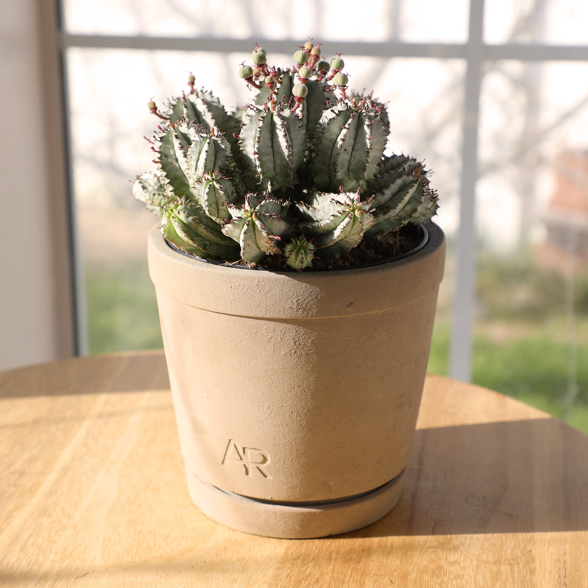 Altman Plants African Milk Barrel, Rare Euphorbia Cactus | 6in Décor Pot, Filtered Sun, Exotic Plant