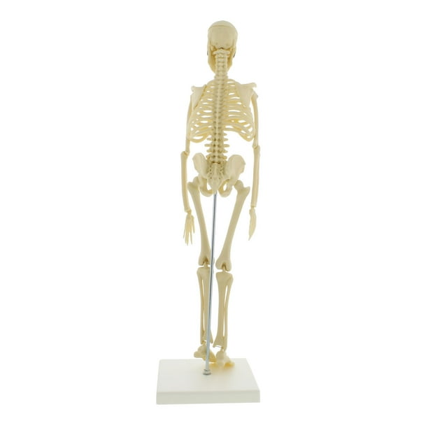 Mini squelette humain 17 pouces, modèle d'anatomie, modèle de