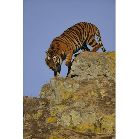 Climbing Tiger - Bengal Tiger Climbing down Rocks Print Wall Art By DLILLC