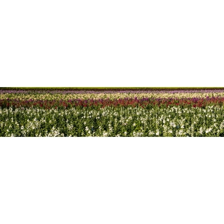 Sweet Pea Wedding Flowers - Sweet pea flowers in a field Lompoc Santa Barbara County California USA Poster Print by Panoramic Images