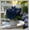 Hosta-C, variant on Perennial Butterfly Flower Hostas-Spotted Hostas — Low-Maintenance — Perennial Garden Favorites — An Ideal Choice(Non-Artificial)