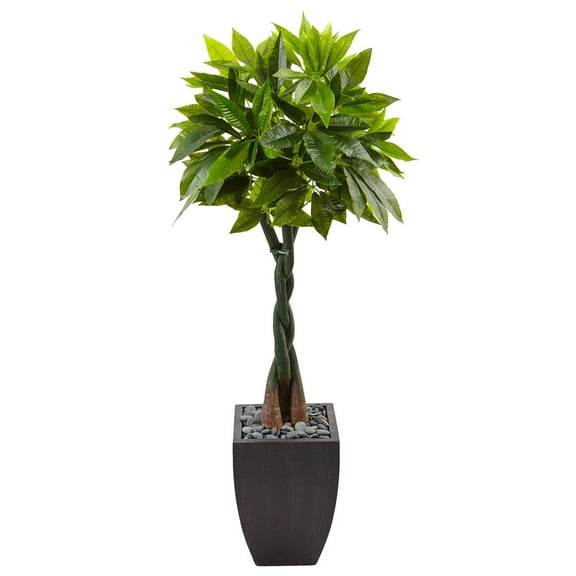 5? Money Tree in Black Square Planter