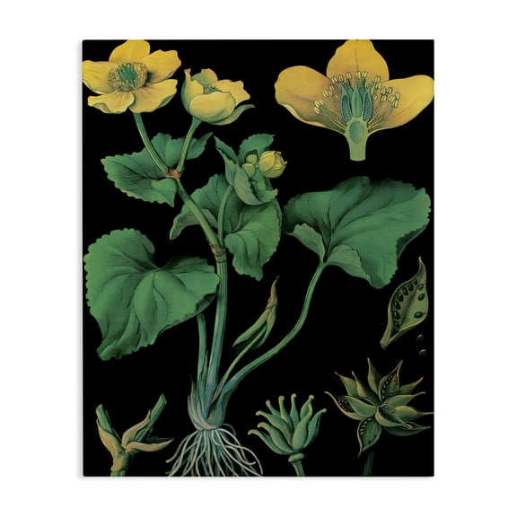 Stupell Industries French Country Marsh Marigold Illustration Study Canvas Art, 16 x 20, by Vintage Hustle