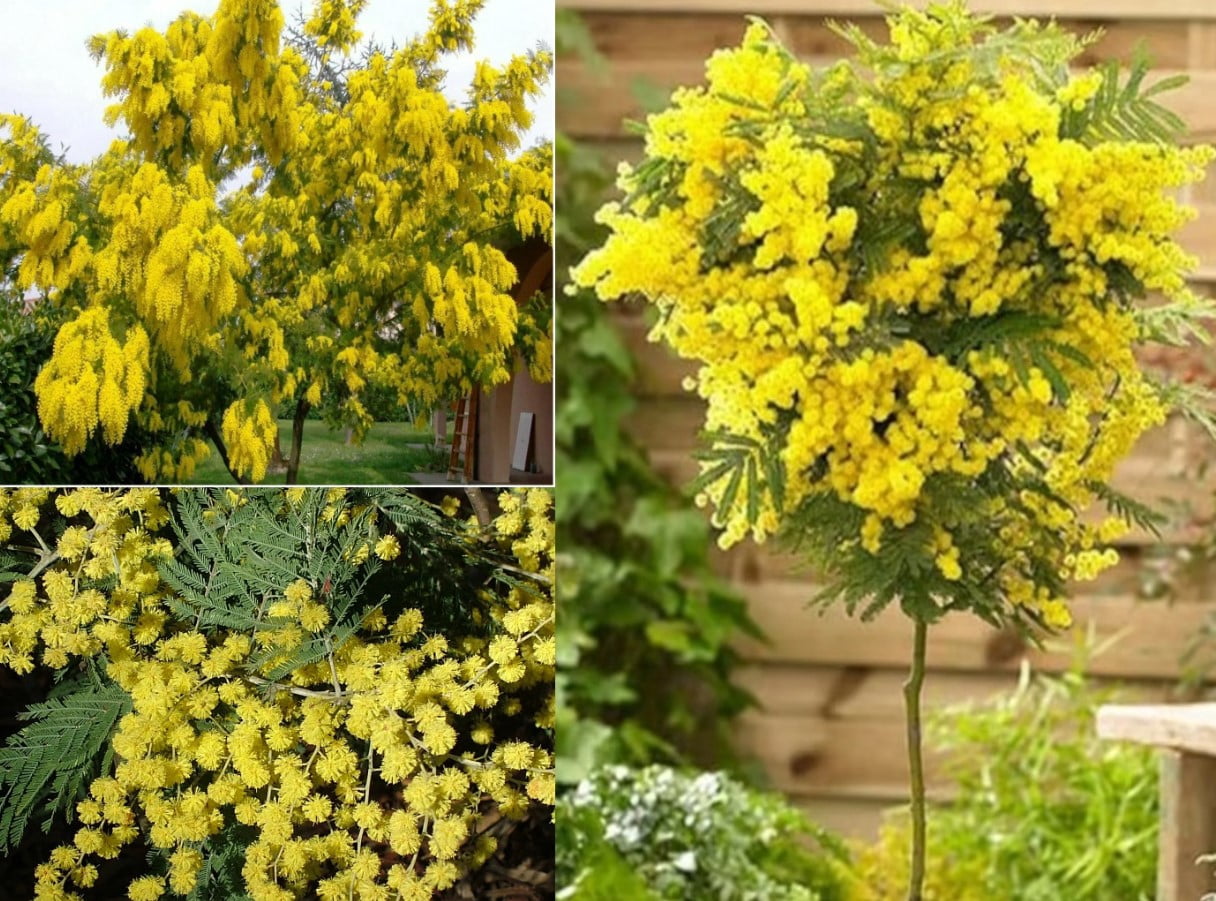 Acacia Dealbata Tree Live Plant 4-6" Tall  in Gal pot, Silver Wattle Mimosa Fragrant Bush Fast-growing, Ornamental Tree