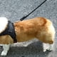thumbnail image 5 of Arnés para mascotas, correa reflectante a prueba de explosiones, arnés para perros al aire libre con correa para perros pequeños, medianos y grandes, 5 of 5