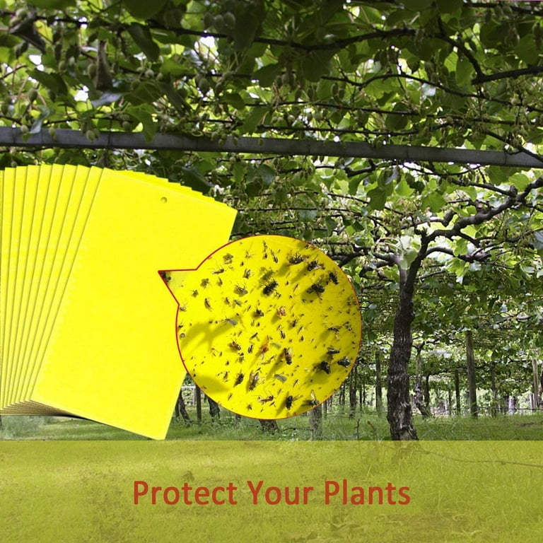 48Pcs Yellow Sticky Insect Traps Dual-Sided Sticky Fruit-Fly Trap  Houseplant Gnats Traps Indoor Fruit-Fly Stakes Trap Dropship - AliExpress