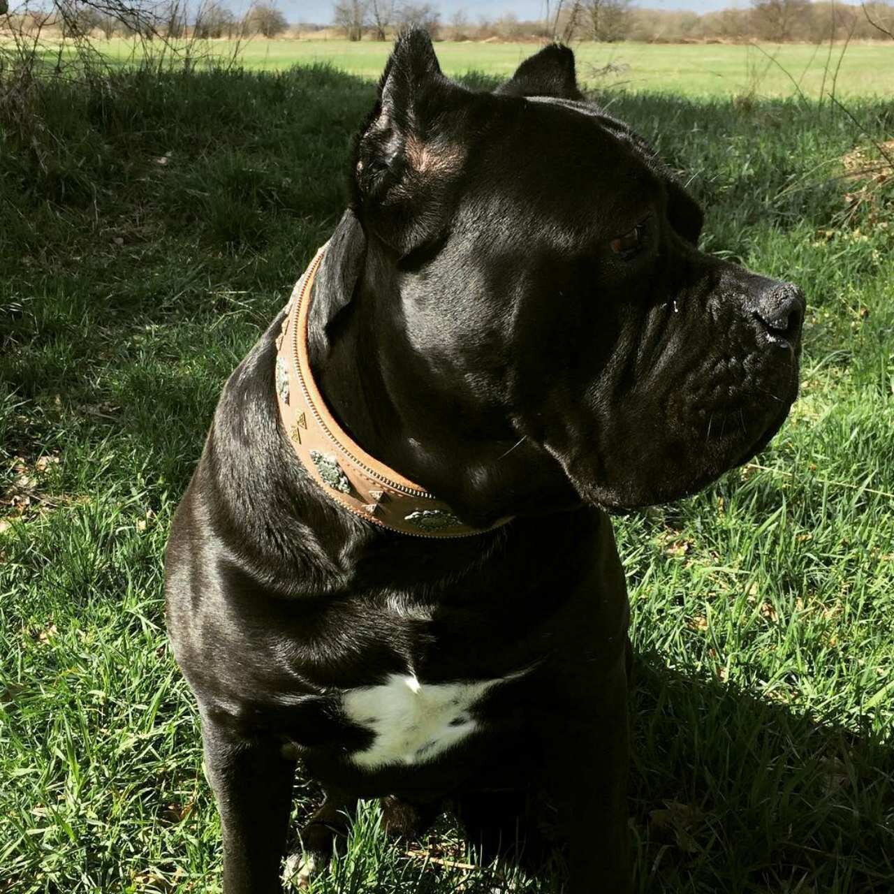 The Bestia "Aztec" Gray Leather Dog Collar for Large Dog Breeds