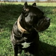 thumbnail image 3 of The Bestia "Aztec" Gray Leather Dog Collar for Large Dog Breeds, 3 of 7