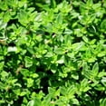 thumbnail image 4 of Set 2 Thyme Live Plant 3-6 Inch Tall, Fragrant Thyme Plants Live Seedling for Planting, Perennial Herb Plants Indoor Outdoor (French Thyme), 4 of 6