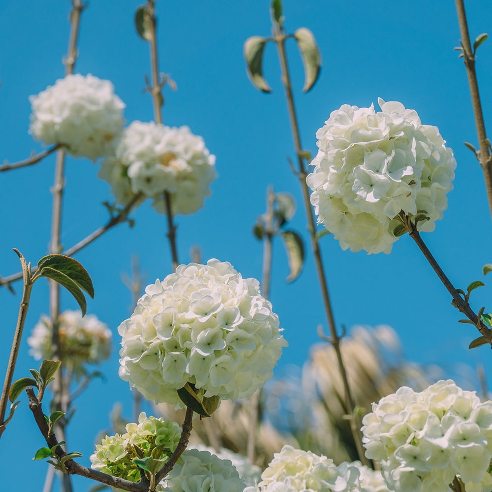 Expert Gardener Chinese Snowball Viburnum (2.5 Gallon) White Blooming Deciduous Shrub - Full Sun Live Outdoor Plant