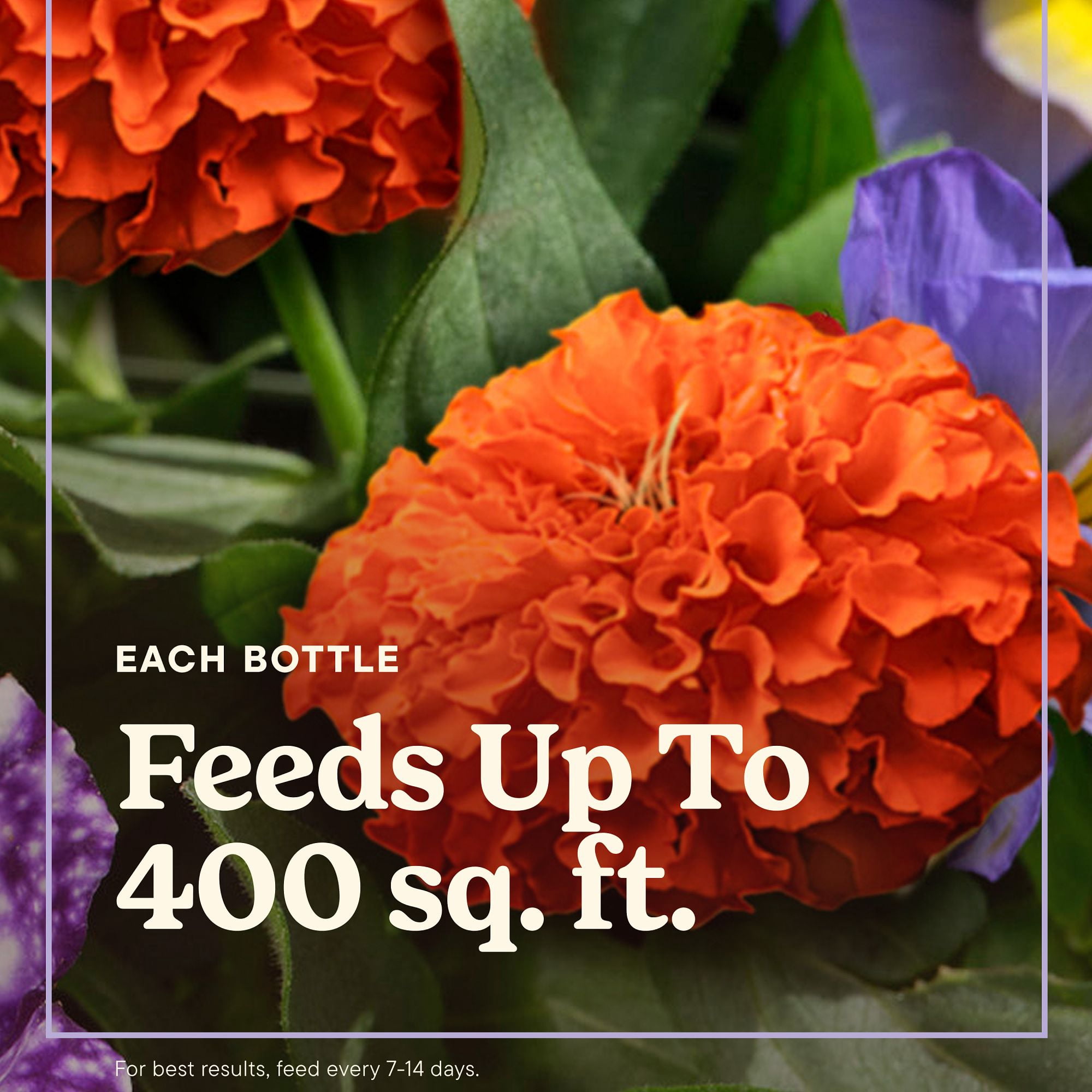 Miracle-Gro Liquafeed Bloom Booster Flower Food 2-Pack Refills