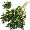 thumbnail image 5 of Zukuco 5 Pack Olive Branches for Vases, Artificial Olive Tree Plant Greenery Stems, 15" Fake Fruits Silk Plants for Home Outdoor Decor Aesthetic (Vase Not Included), 5 of 8