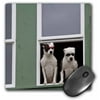 3dRose USA, Alaska, Ketchikan. Dogs sporting sunglasses - US02 BJA0234 - Jaynes Gallery, Mouse Pad, 8 by 8 inches