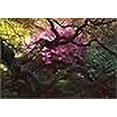 thumbnail image 2 of Labyrinthe d'Un Jardinier : Portraits de Personnes, Plantes et Lieux, 2 of 2