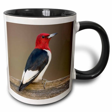 

3dRose Red-headed Woodpecker on fence Marion Illinois USA. - Two Tone Black Mug 11-ounce