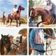 thumbnail image 5 of Látigo para montar a caballo Látigo para montar a caballo con mango de madera antideslizante, 5 of 5