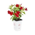 thumbnail image 2 of (2 pack) Island Blooms 1.5PT Red Mandevilla Live Annual Tropical Plant Sun, 2 of 7