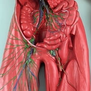 Axis Scientific Human Lymphatic System Model for Adults