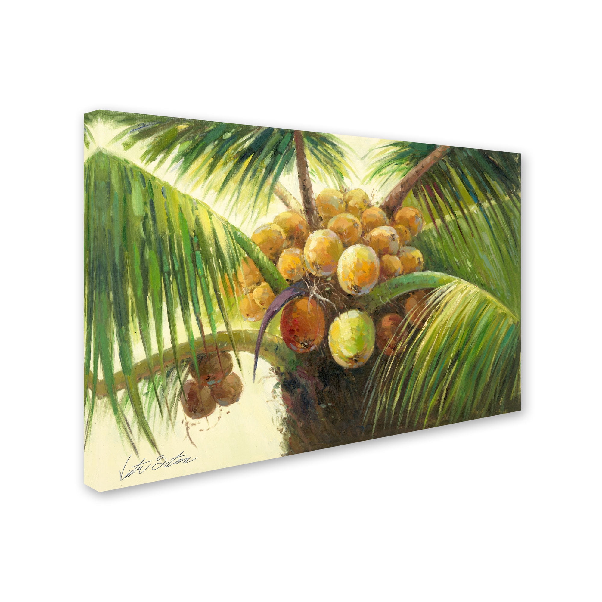 Trademark Fine Art "Coconut Palm II" Canvas Art by Victor Giton
