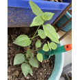 thumbnail image 3 of Pack 2 Ham and Eggs Lantana Plants Live Lantana Camara Seedings Bicolor Perennial Flowering Plants 4-7 Inch Tall, 3 of 7