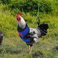 thumbnail image 5 of Arnés de pollo con correa, ajustable, resistente, cómodo, transpirable, arnés para mascotas pequeñas para pato, ganso, gallina, perros pequeños M, 5 of 5