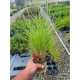 thumbnail image 4 of Fire Dragon Maiden Grass ( miscanthus ) - Live Plant ( 1 QT ), 4 of 6