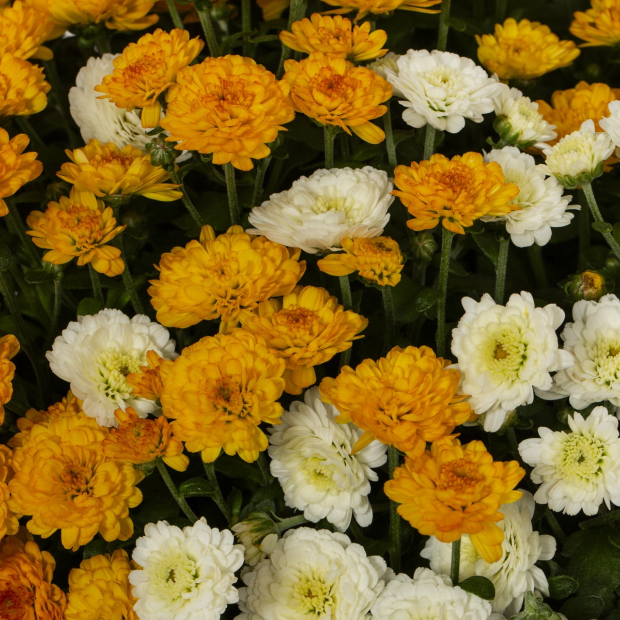 Better Homes & Gardens 1.5Gal Orange and White Garden Mum Live Chrysanthemum Grower Sun