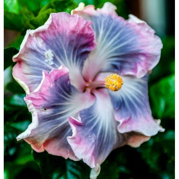 20 Blue Purple Hibiscus Seeds Perennial Flower Flowers Seed Bloom Garden Tree