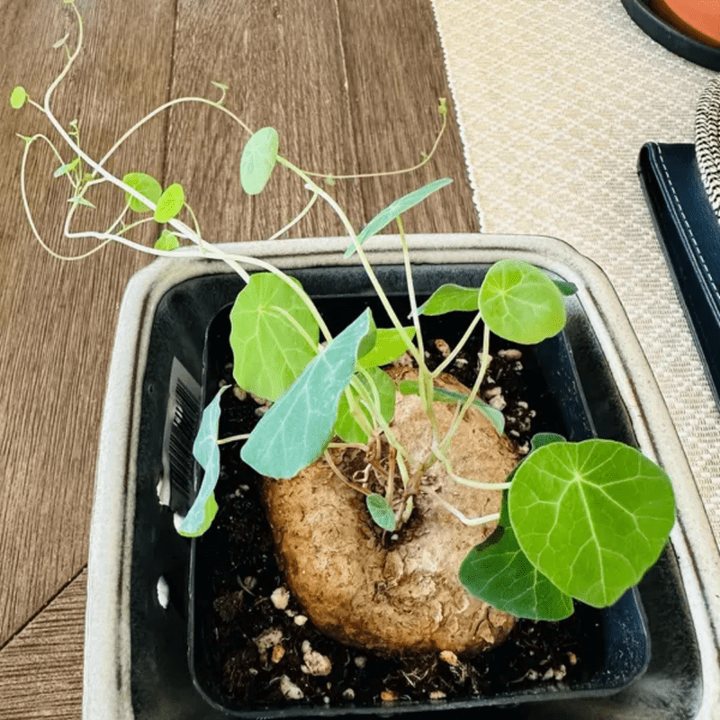 Live Stephania Cephalantha Caudex Plant, Rare Succulent Houseplant 2.5-3 Inches Tall, Indoor Outdoor Garden