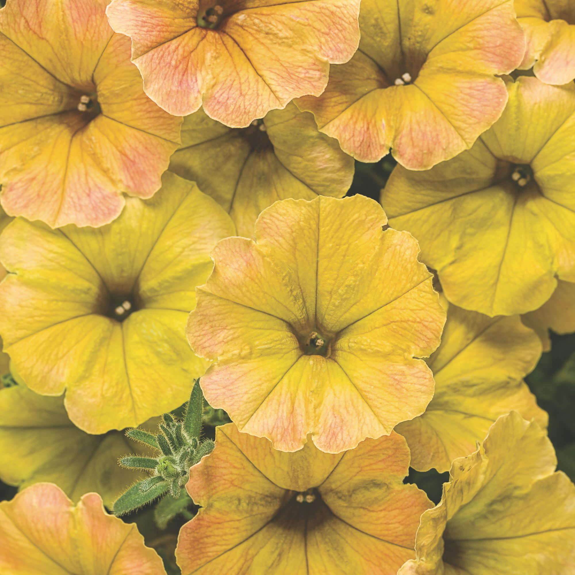Proven Winners 4" Yellow Supertunia Honey Petunia Live Plant in 4.25" Pot (4 Count)