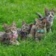thumbnail image 4 of 4 piezas para gatos Collar Floral para Gatos con Liberación de Seguridad con Campana Collar para Gatos Collar Ajustable para Gatos con Pajarita, 4 of 5