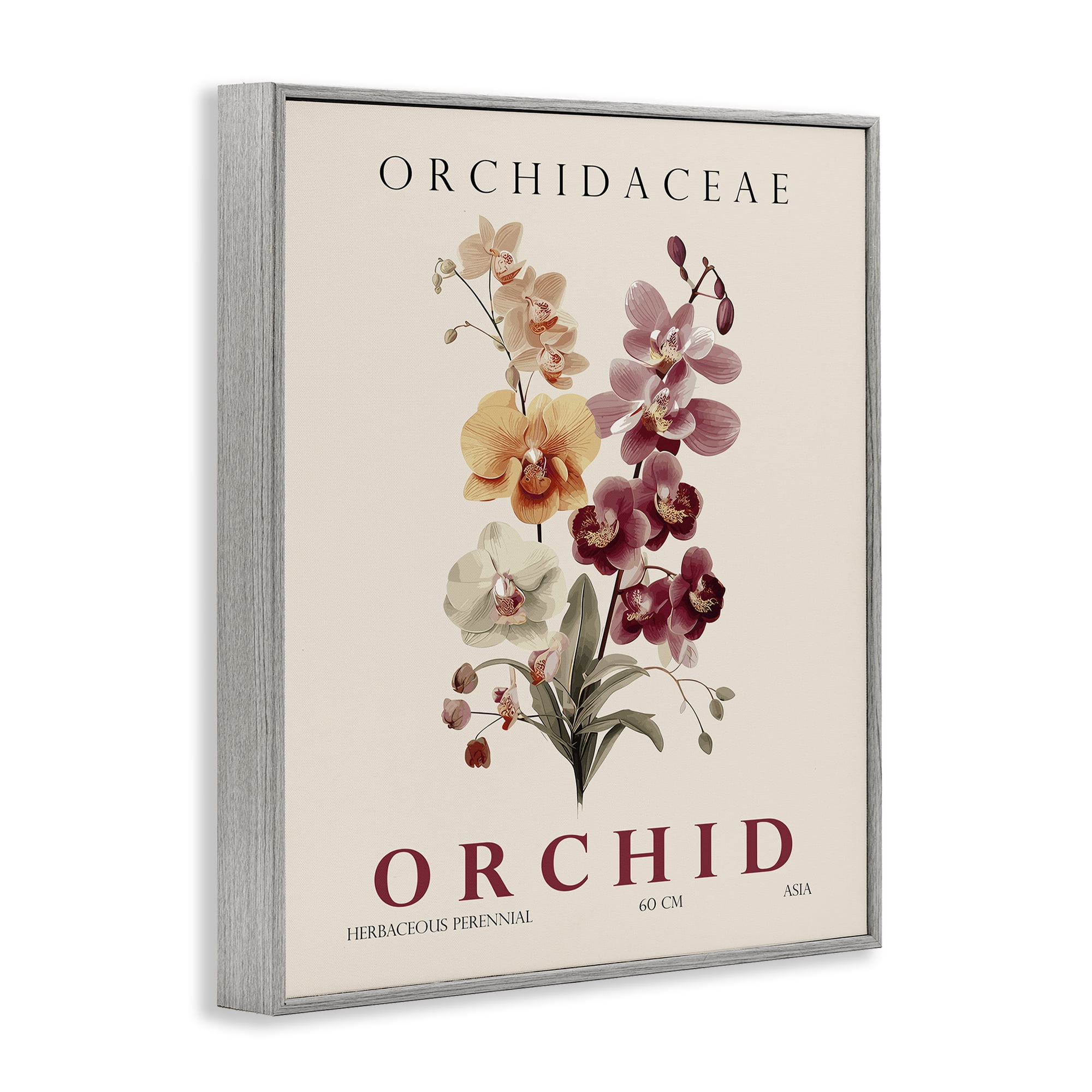 Stupell Industries Natural Orchid Bundle Gray Framed Giclee Art, design by Christopher Giampietro
