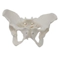thumbnail image 1 of Modelo de Pelvis Femenina, Equipo Portátil de Enseñanza de Ciencias Médicas de Calidad, 1 of 8